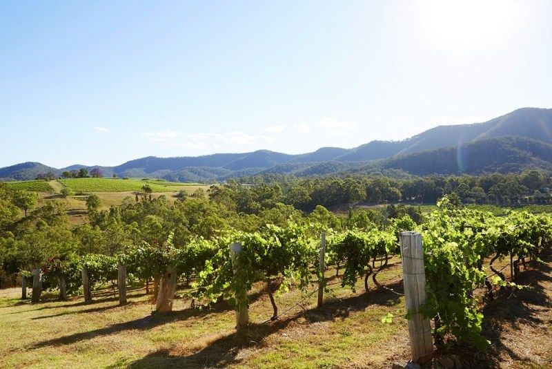 Culture and Wine Cellars of Sydney Vineyard